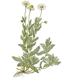 Camomille romaine fleurs bio 30g - Wellnutrifood